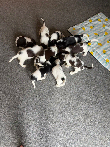 10 beautiful puppies