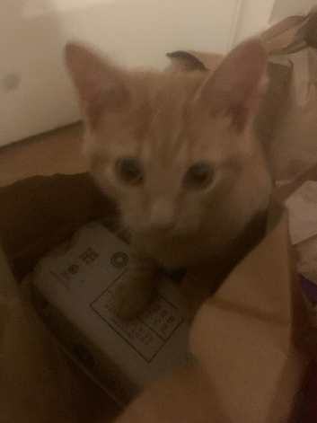 Kittens