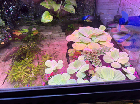 Floating plants
