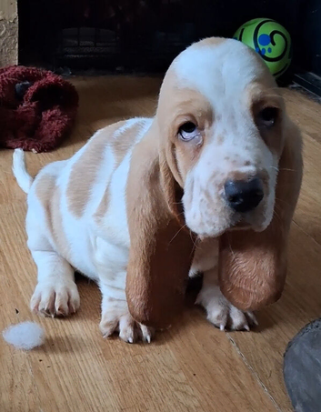 KC Reg basset hound puppy