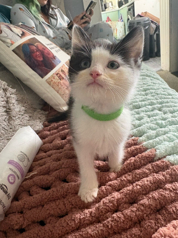 Ragdoll x