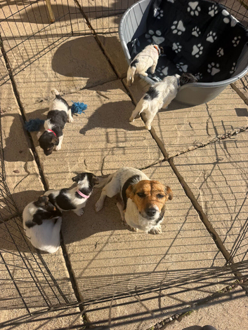 4 boy jack russel puppies