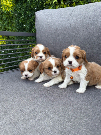 Stunning DNA tested cavalier pups