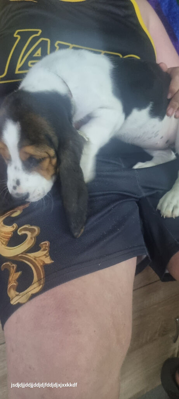 Last Basset girl for sale