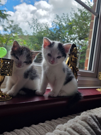 4 gorgeous kittens Ready Now