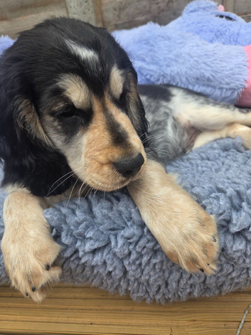 Cocker spaniels puppies