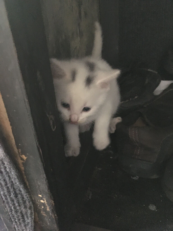 5  Kittens, 3 weeks old ,&pound;100 Each