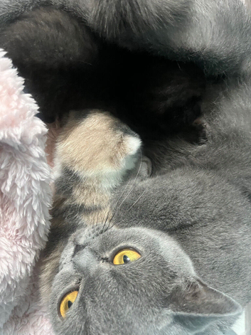 Stunning British Shorthair Kittens