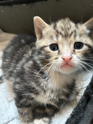 Kittens