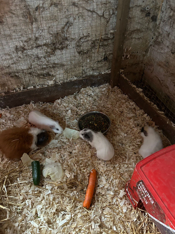 Female guinea pigs