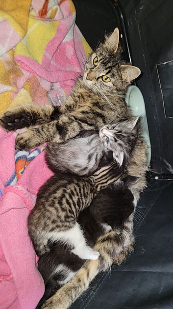 3 beautiful male kittens