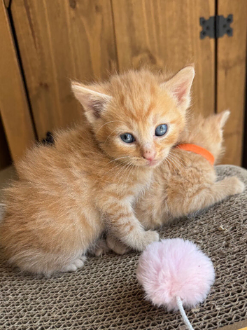 FULL GINGER KITTENS AND GREY TABBY KITTENS TO RESERVE