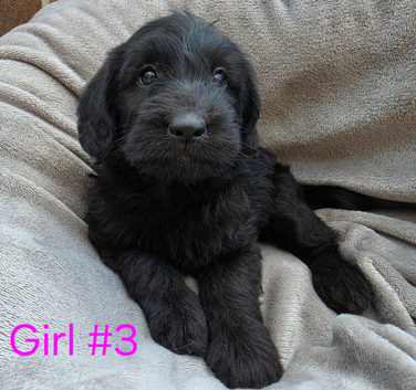 Miniture F1 labradoodles