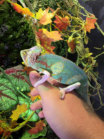 Male and female pied yemen chameleons