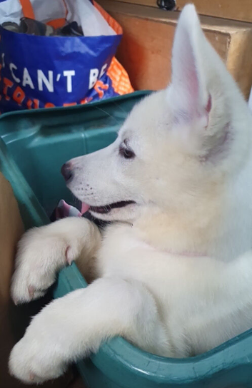 12 Week old female White Husky Pups. Can be walked this Friday!