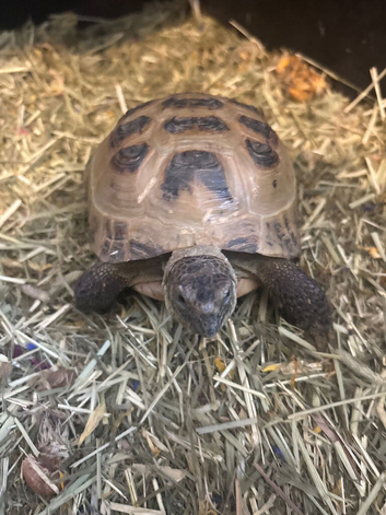 Horsefield tortoise