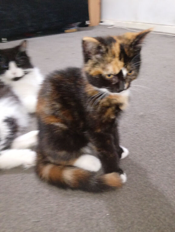 kitten for sale