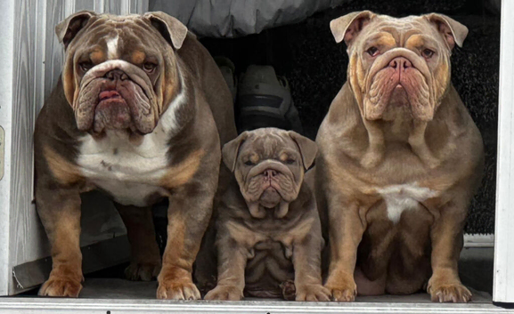 English bulldog pups