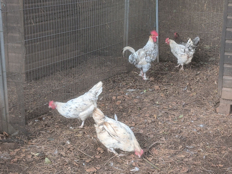 Splash maran breeding group
