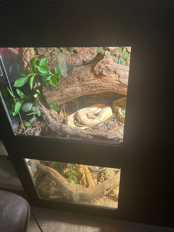 lavender albino royal python and 3x3x2 vivarium setup