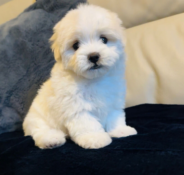 Beautiful Maltese puppy last girl