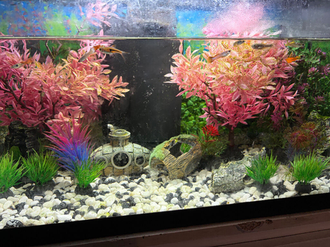 Fish tanks with fish, pleco and shrimp