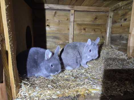 Squirrel netherland dwarf doe and blue fox buck kit