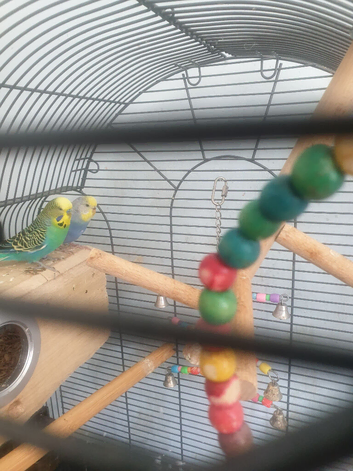 Budgies