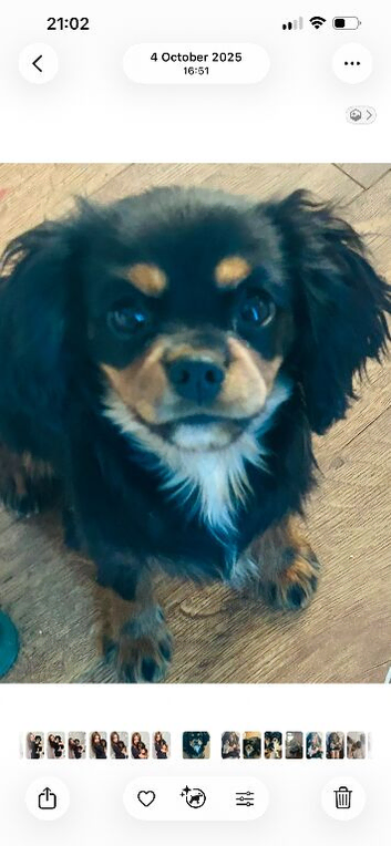 King Charles spaniel