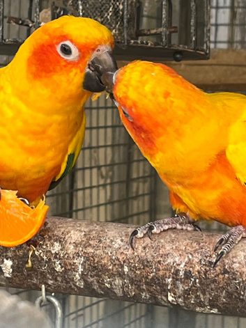 Birds