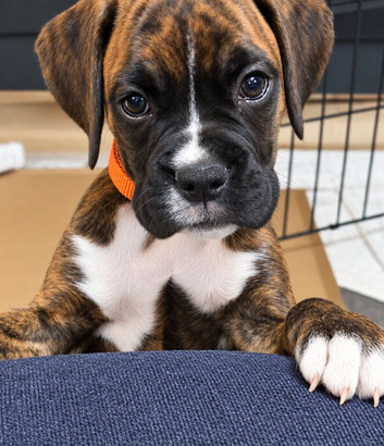 Gorgeous K.C boxer pups for sale