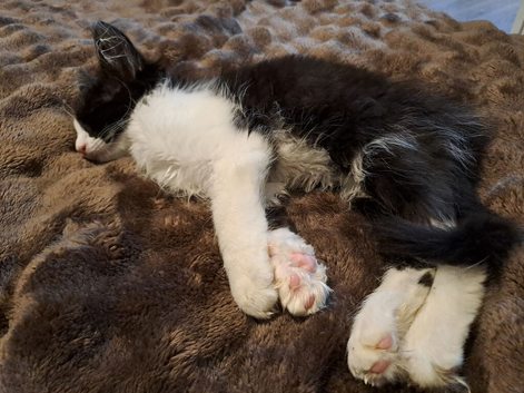 Kitten