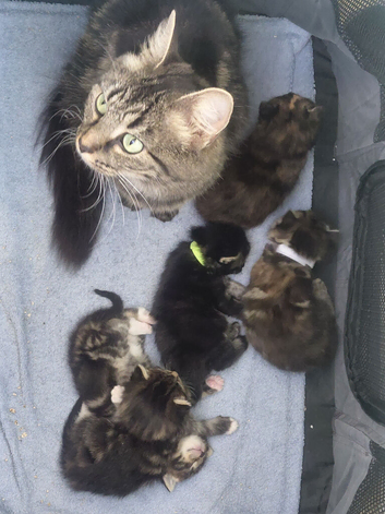 Maine coon x tabby