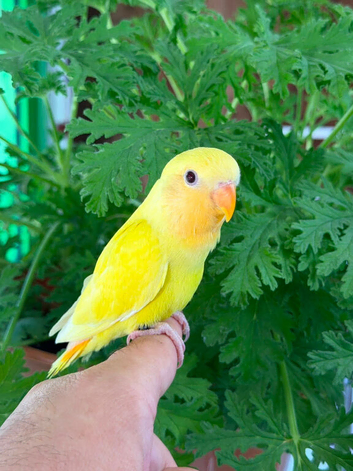 Baby love birds