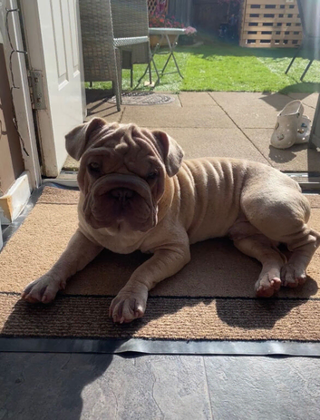 Lovely French bull dog rope (male)