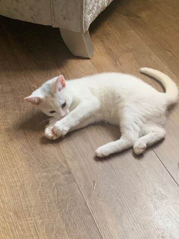 British shorthair cross kittens