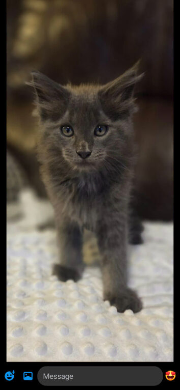 Maine coon