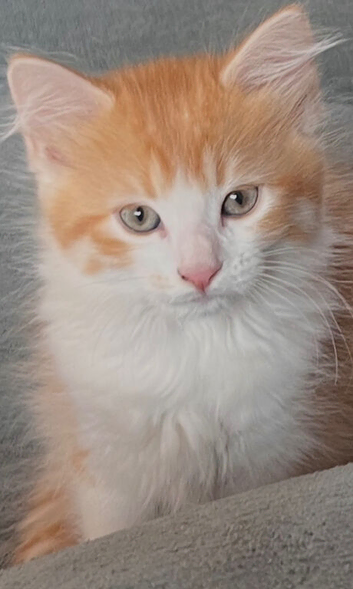 Gorgeous Siberian cross kittens ready to leave now
