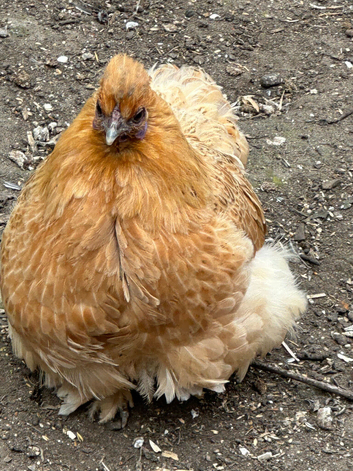 Eggs laying hens and cockerel for sale.
