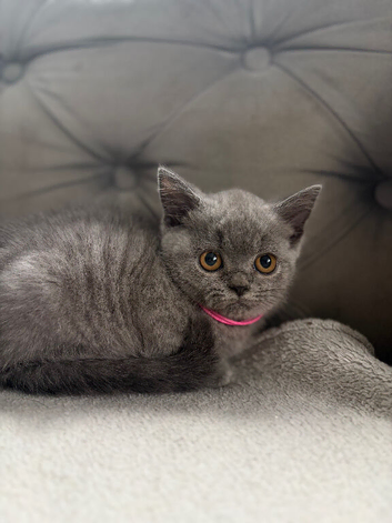 Stunning British short haired female kitten