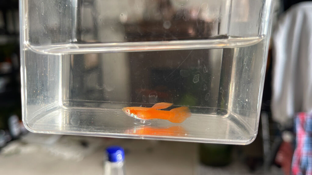 Full Red Albino Guppy pair