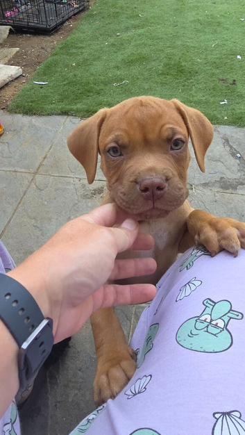 Cane-corso mix pups
