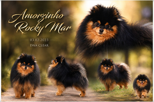 BLACK & ORANGE POMERANIAN STUD NATURAL ONLY