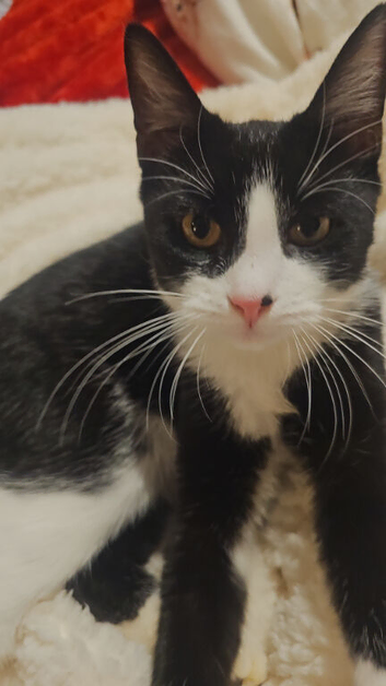 Tuxedo male Kitten