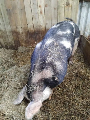 Breeding boar