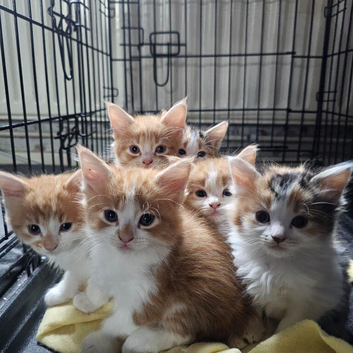 Beautiful mixed Kittens