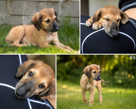 Beautiful saluki greyhound bitch pup