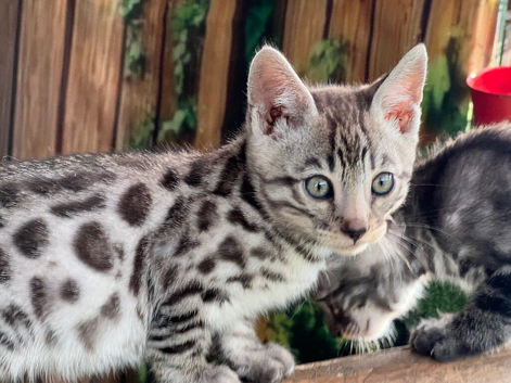 Stunning Bengal boys