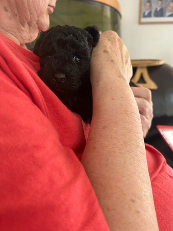 Tiny kc reg toy poodle puppies