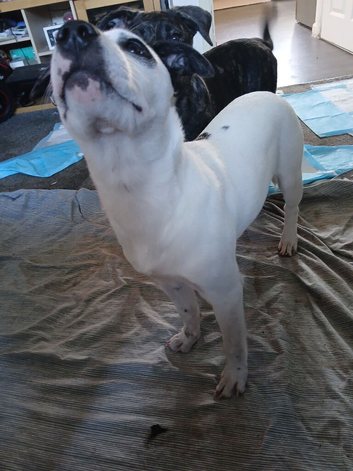 2 x 6 month puppys